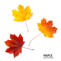 Autumn maple leaf on a white background, different colors