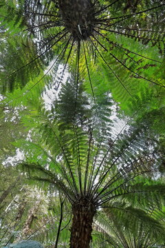 Canopy of soft tree ferns or man ferns -Dicksonia antarctica- on the rainforest walk. Apollo Bay-Australia-789+
