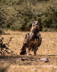 tawny eagle or Aquila rapax closeup or portrait in natural green background with his eyelids shut in morning light during winter migration at desert national park jaisalmer rajasthan india asia