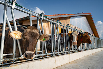 Tierwohl - Kuhstalls mit großzügig bemessenem Bewegungsbereich unter freiem Himmel.