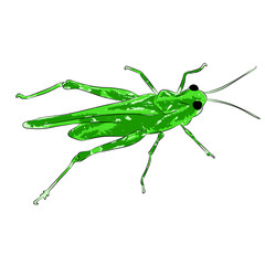 grasshopper