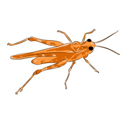 grasshopper 