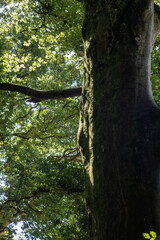 Naklejka premium autumn leaves in the forest
