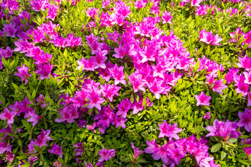 backround texture nature colorful flowers hibiscus at garden park
