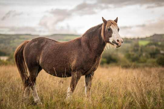 A wild, brown horse, with a white nose, standing erect, in an autumnal landscape.