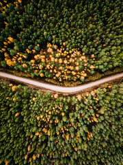 Aerial view of thick forest in autumn with road cutting through