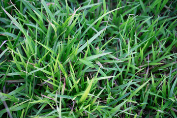 Green grass and brown dry leaves blend naturally