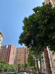 orange tree