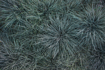 Green-blue grass, gray fescue, top view. Landscaping of urban areas, flower beds and landscaping of the garden