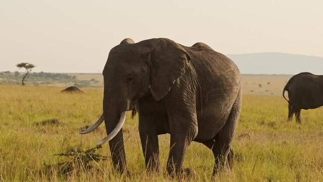 Slow Motion of Herd of African Elephants in Africa, Wildlife Safari Animals in Maasai Mara National Reserve, Kenya, Baby Elephant and Mother Steadicam Gimbal Tracking Shot