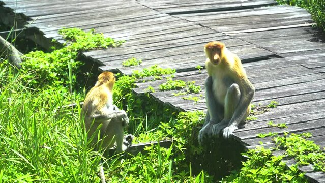 Proboscis monkey or Nasalis larvatus, in the rainforest of island Borneo. Labuk bay, Malaysia.