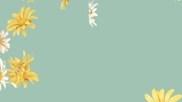 Daisy Flower and Petals 2 Clip Burst on Alpha Channel. 3D rendering. Burst of daisy 2 clip on alpha channel and on pastel background place on footage and easier to change colour.