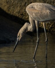 great blue heron