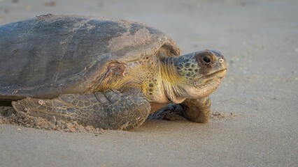 turtle on the beach
