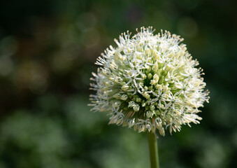 Zierlauch Mount Everest - Allium stipitatum