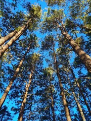 This is a beautiful pine forest green
.