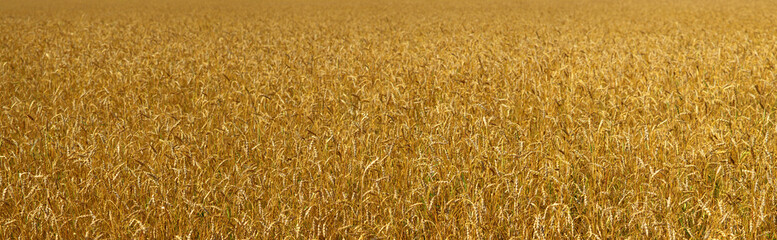 Golden wheat field, natural backgrounds, panoramic