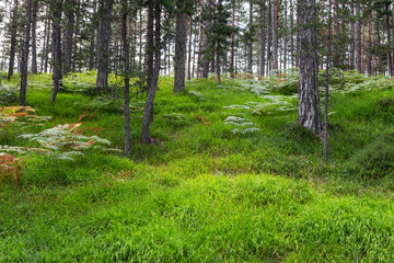Beautiful summer forest with green grass and pine trees