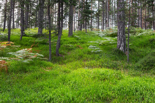 Beautiful summer forest with green grass and pine trees