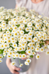 Daisy flowers. Summer background. Bouquet of camomiles present for Mothers Day.