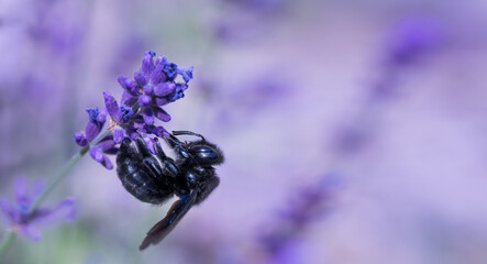 czarna pszczoła, zadrzechnia fioletowa na kwiatach lawendy, Xylocopa violacea - obrazy, fototapety, plakaty