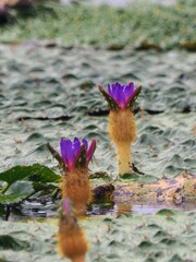 稲木前池のオニバス2023【香川県善通寺市】