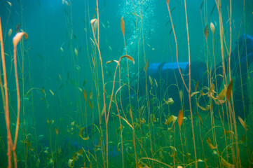 SCUBA diver swimming through dense weeds in a freshwater lake