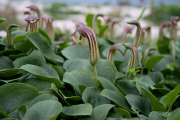 Toxic plant. Arisarum vulgaris, Greek flora.