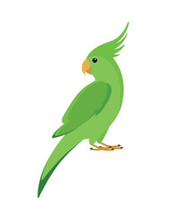 Green parrot, eps 10 format
