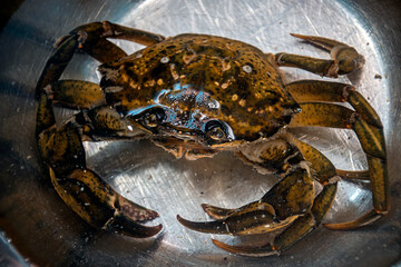 big crab in the water