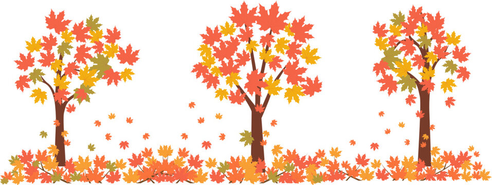 Beautiful maple trees with falling turned red leaves for autumn season design concept.