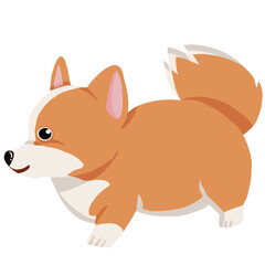 Corgi dog