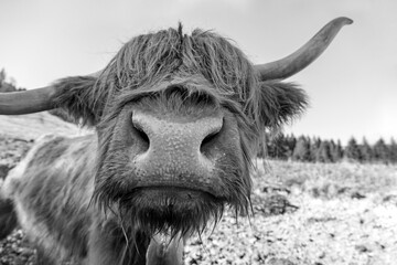 Allgäu - Kuh - Galloway - Rind - vintage 