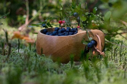 Blueberries and lingonberries in a wooden mug stands on a green fluffy moss. The season of harvesting wild berries, forest picture