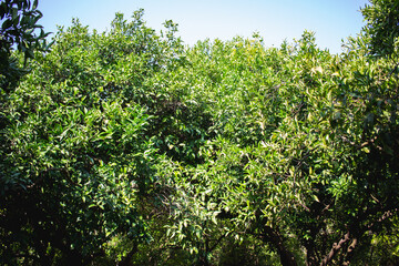 Fototapeta na wymiar Citrus orange orchard during summer time