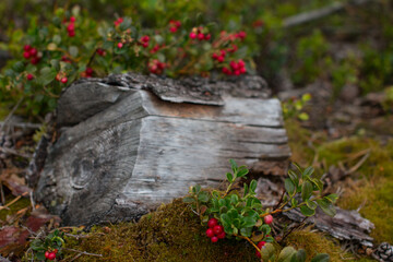 Fototapeta na wymiar Cranberry bushes grow in the forest on moss. Berry harvest, forest picture village concept