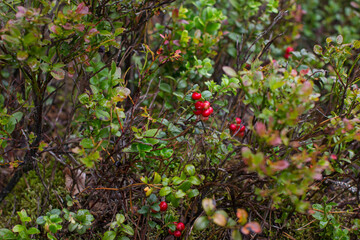 Cranberry bushes grow in the forest on moss. Berry harvest, forest picture village concept