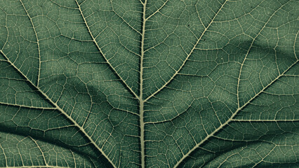 Close-up of the background. A green cabbage leaf illuminated with streaks illuminated from the...