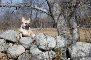 Fototapeta premium Spectacular French Bulldog sits on a boulder among large stones against the background of autumn trees.