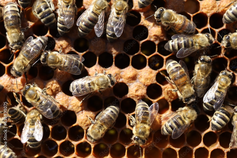 Poster bees on a frame with honeycombs