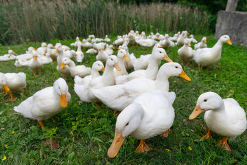 The geese on the farm in summer