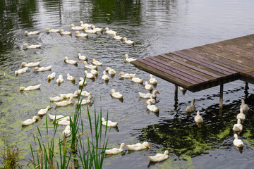 The geese on the farm in summer