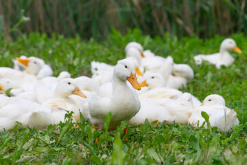 The geese on the farm in summer