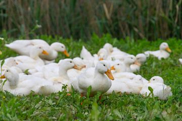 The geese on the farm in summer