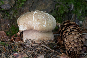 Edible mushroom Boletus reticulatus in the needles. Known as Summer Bolete or Summer cep. Wild bolete mushroom in spruce beech forest.