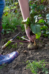 Pulling round red beetroot out of the soil. Harvesting vegetables in a garden. Vertikal format, sunny autumn day.
