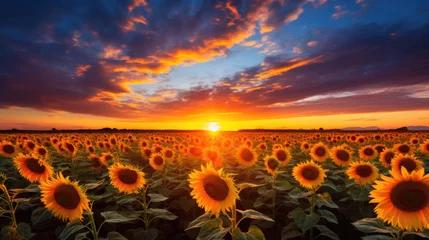 Fotobehang Bruin yellow sunflowers at a dramatic sunset.
