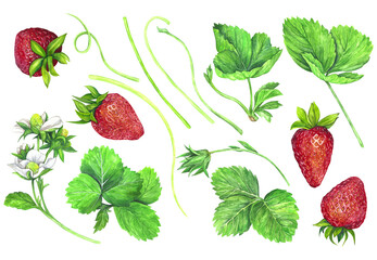 Watercolor set of red juicy strawberries with leaves isolated on transparent background. Fruit print. For postcards, packages, postcards, logo, desserts. Summer sweet and bright fruits and berries