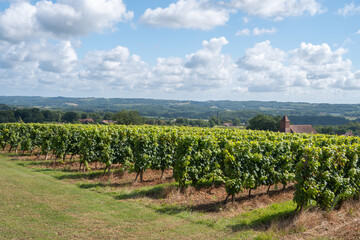 Fototapeta na wymiar the crouseilles vineyards in france