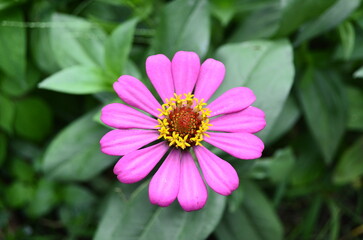 Beautiful tropical flowers thrive and bloom